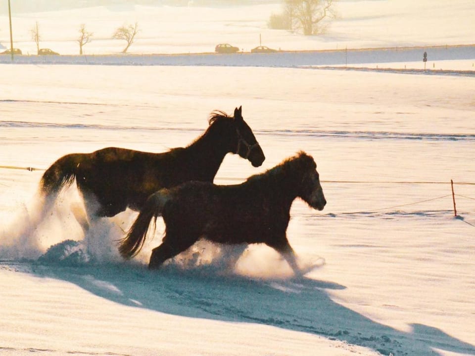 Animals
