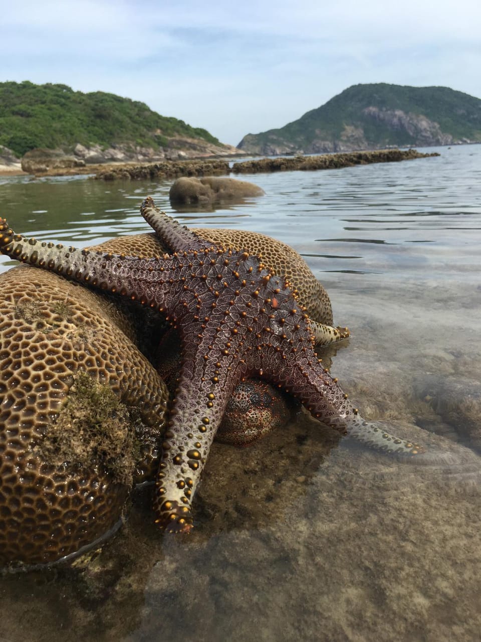 Animals, Sea view