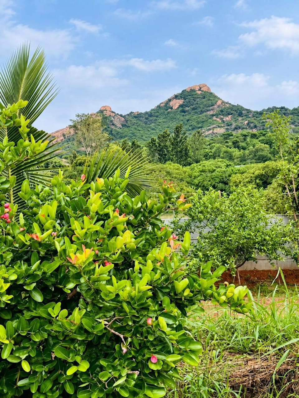 Mountain view