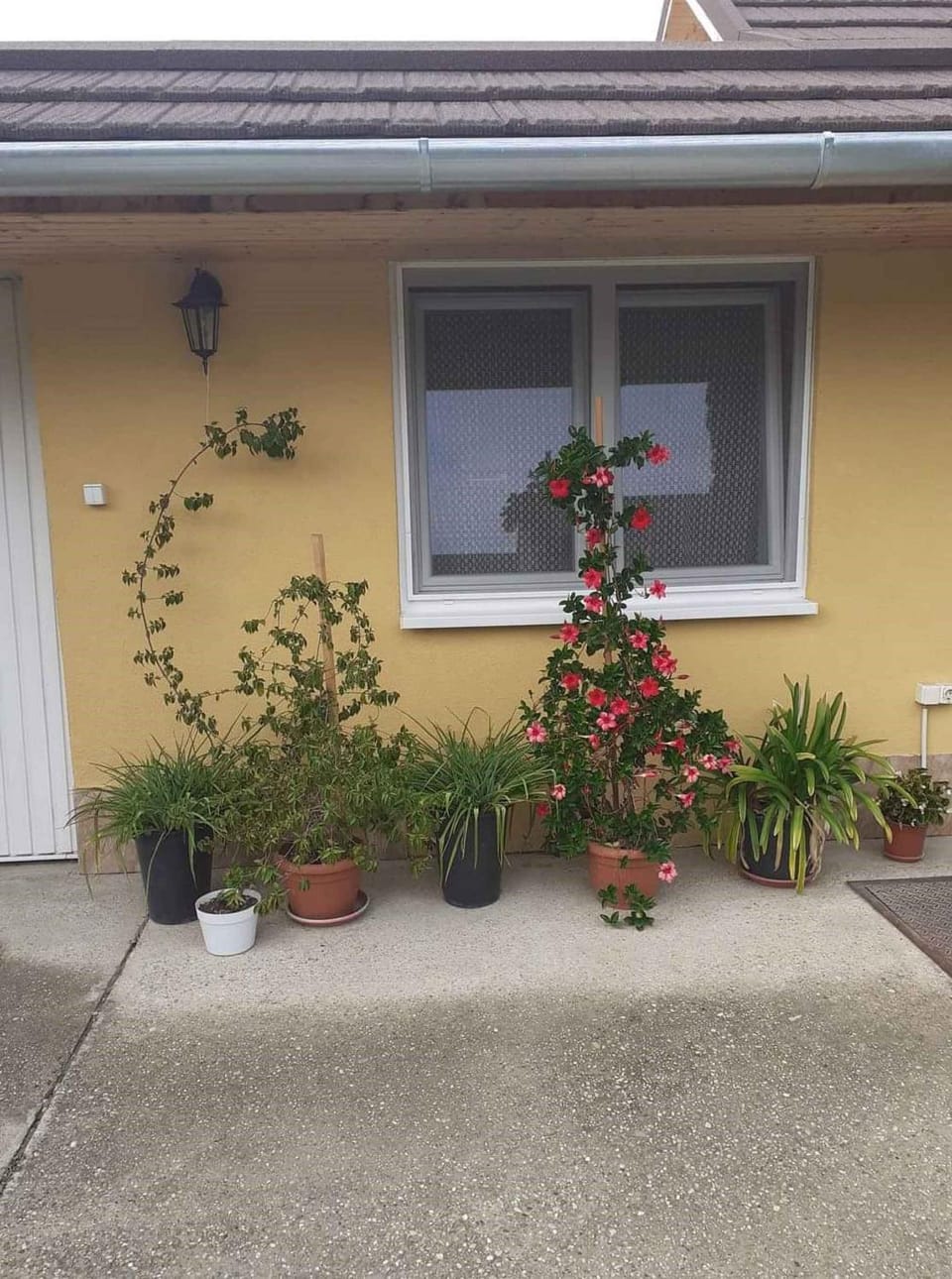 Property building, Summer