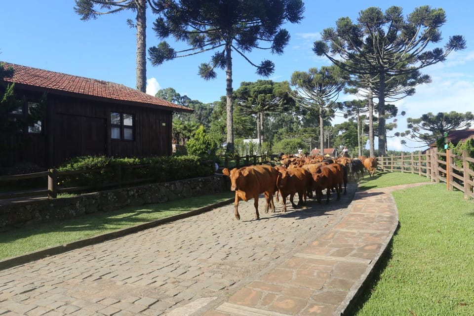 Activities, Animals