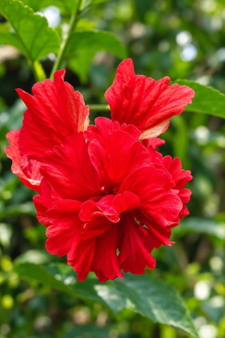 Day, Garden, Garden, Garden view