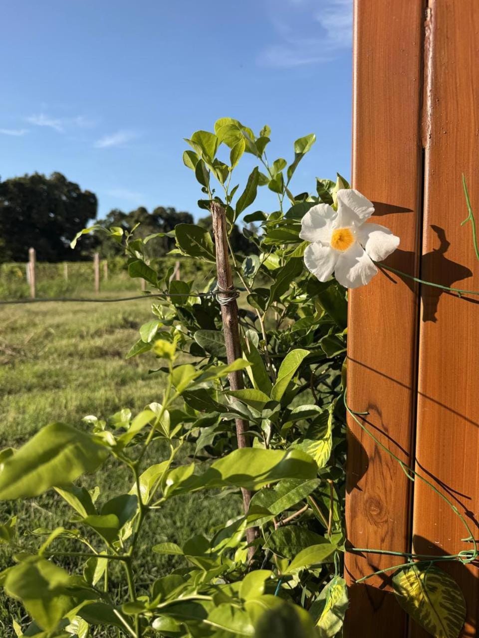 Garden, Garden view