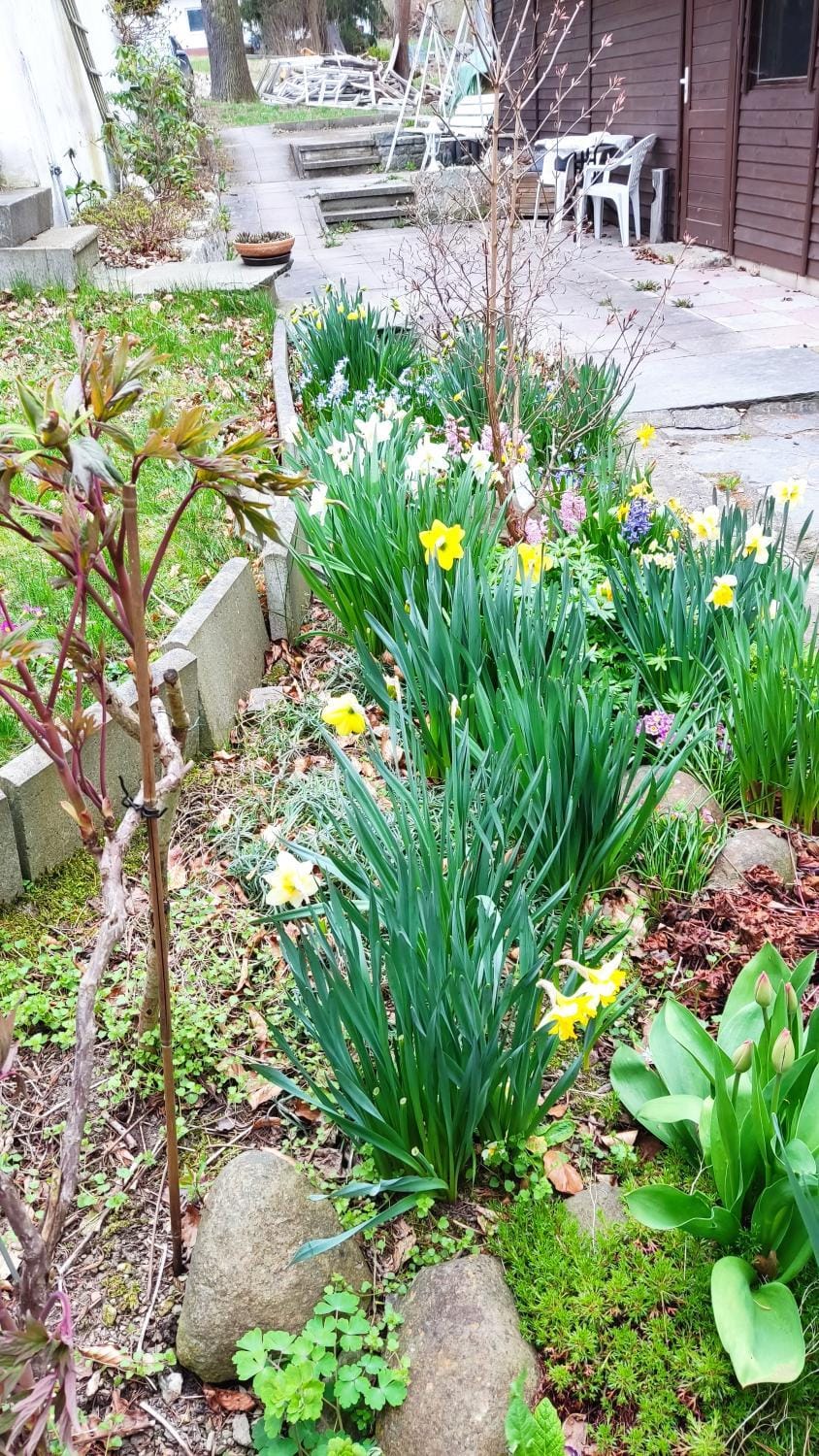 Spring, Day, Garden, Garden view