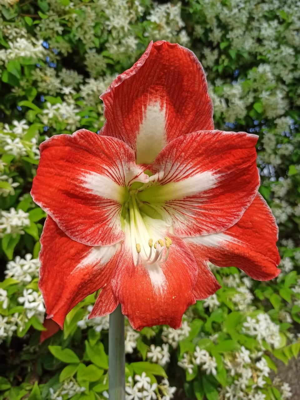 Day, Garden