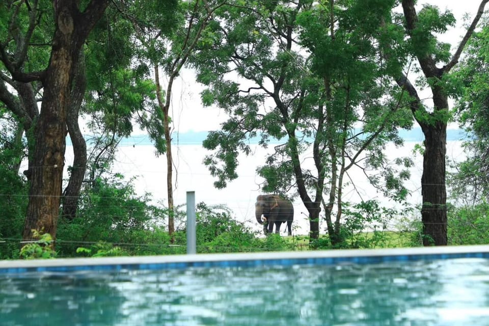 Day, Garden view, Pool view, Swimming pool