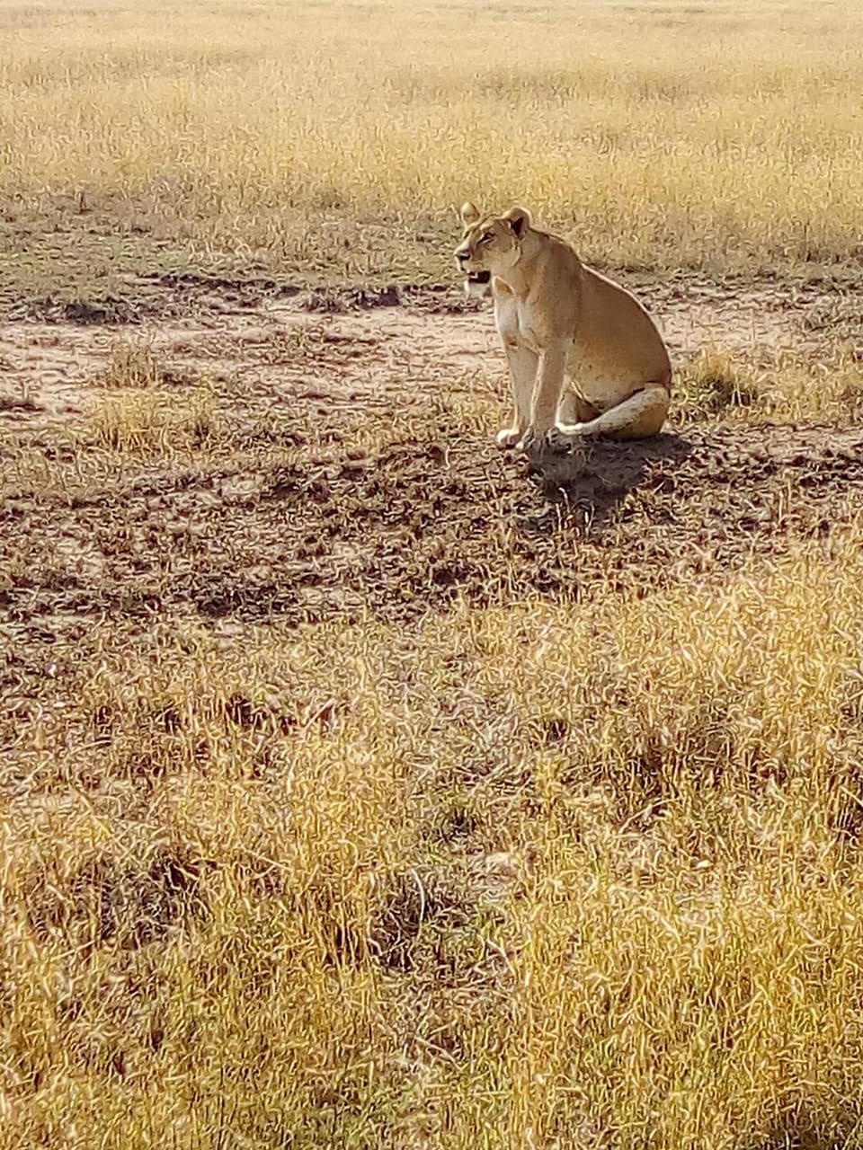 Asilia Africa Campground/ 
RV Resort in Arusha