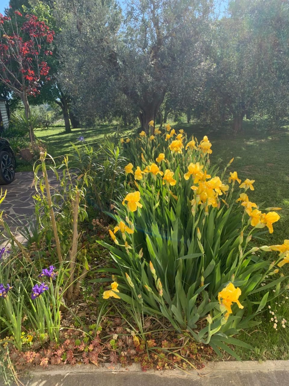 Garden view