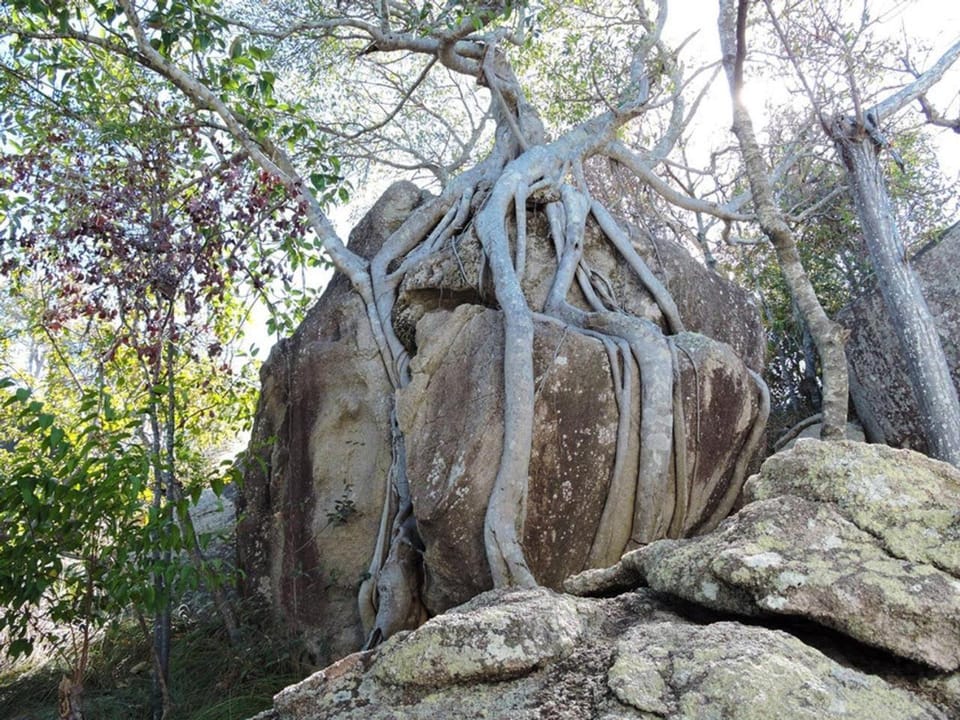 Driftwood House in Queensland