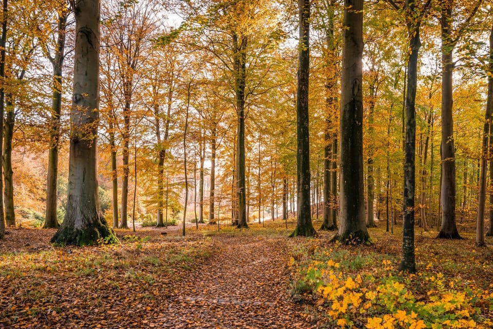 Day, Natural landscape, Garden, Autumn, On site