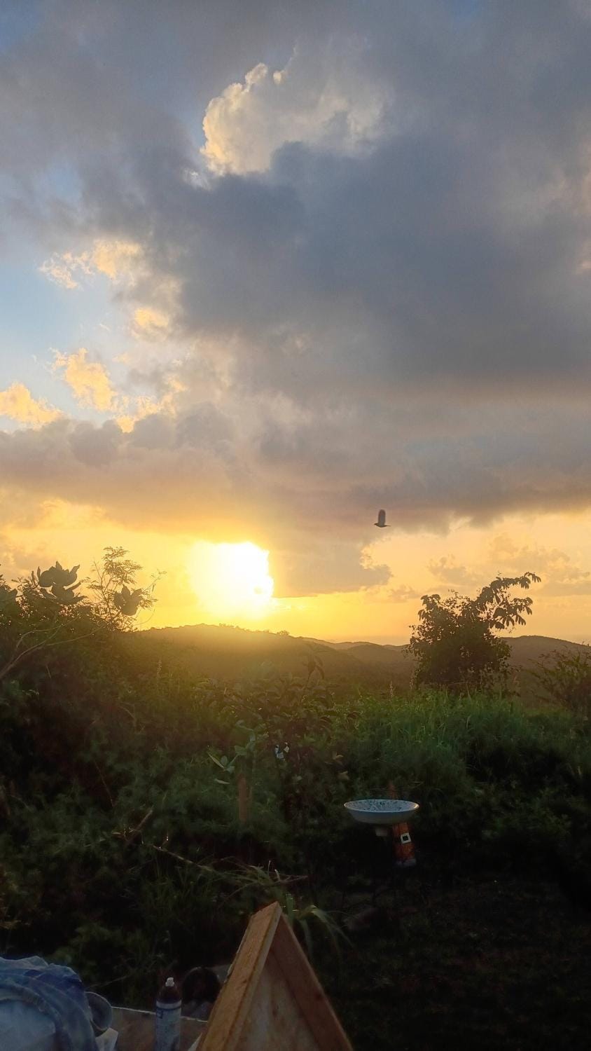 Animals, Pets, Sunrise, Sunset