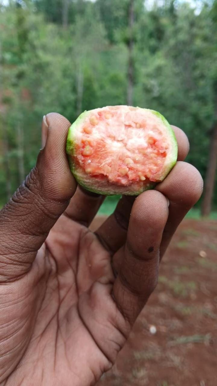 Day, Natural landscape, Food and drinks, Food