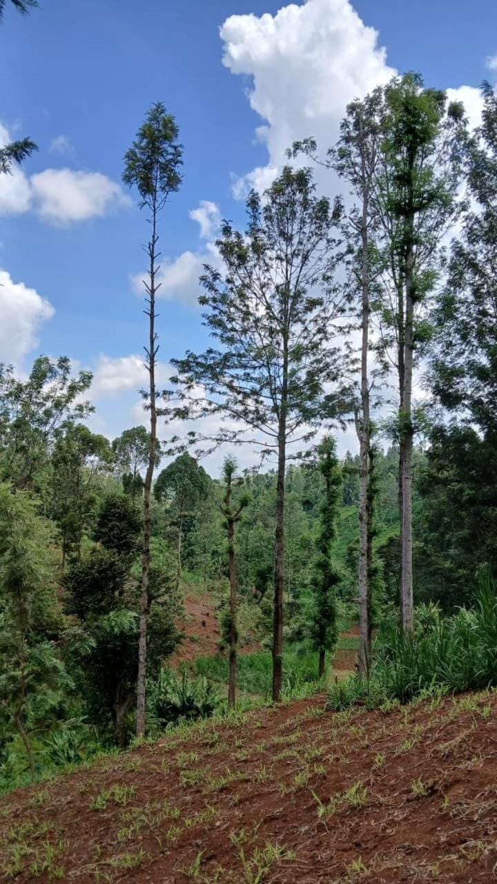 Spring, Day, Natural landscape