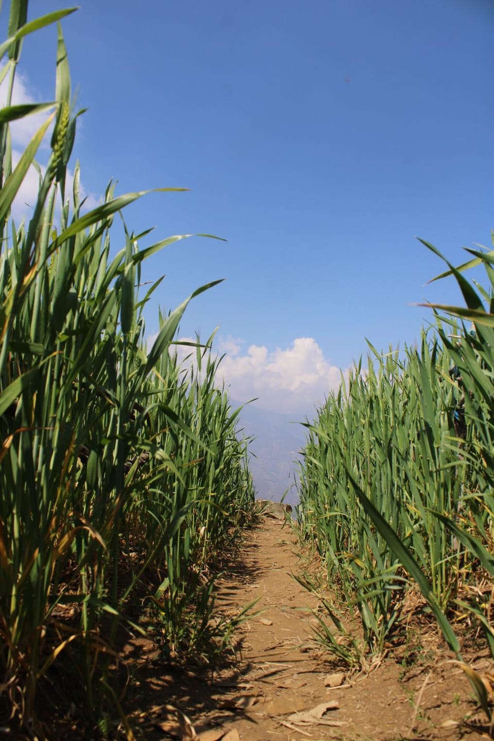 Camp Shama Bed and Breakfast in Uttarakhand