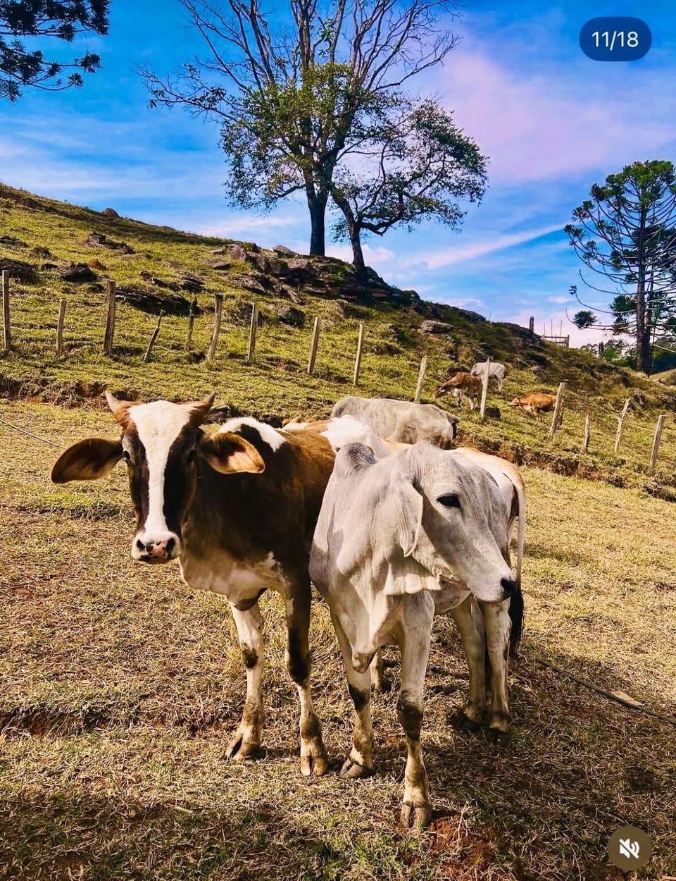 Animals