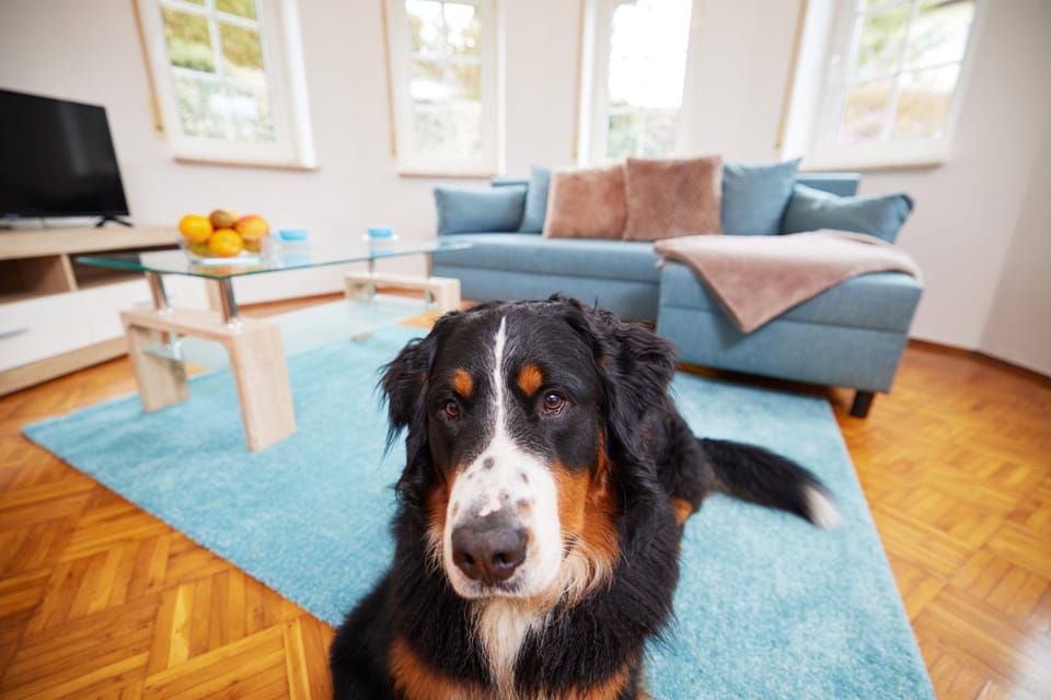 TV and multimedia, Living room, Seating area, Pets