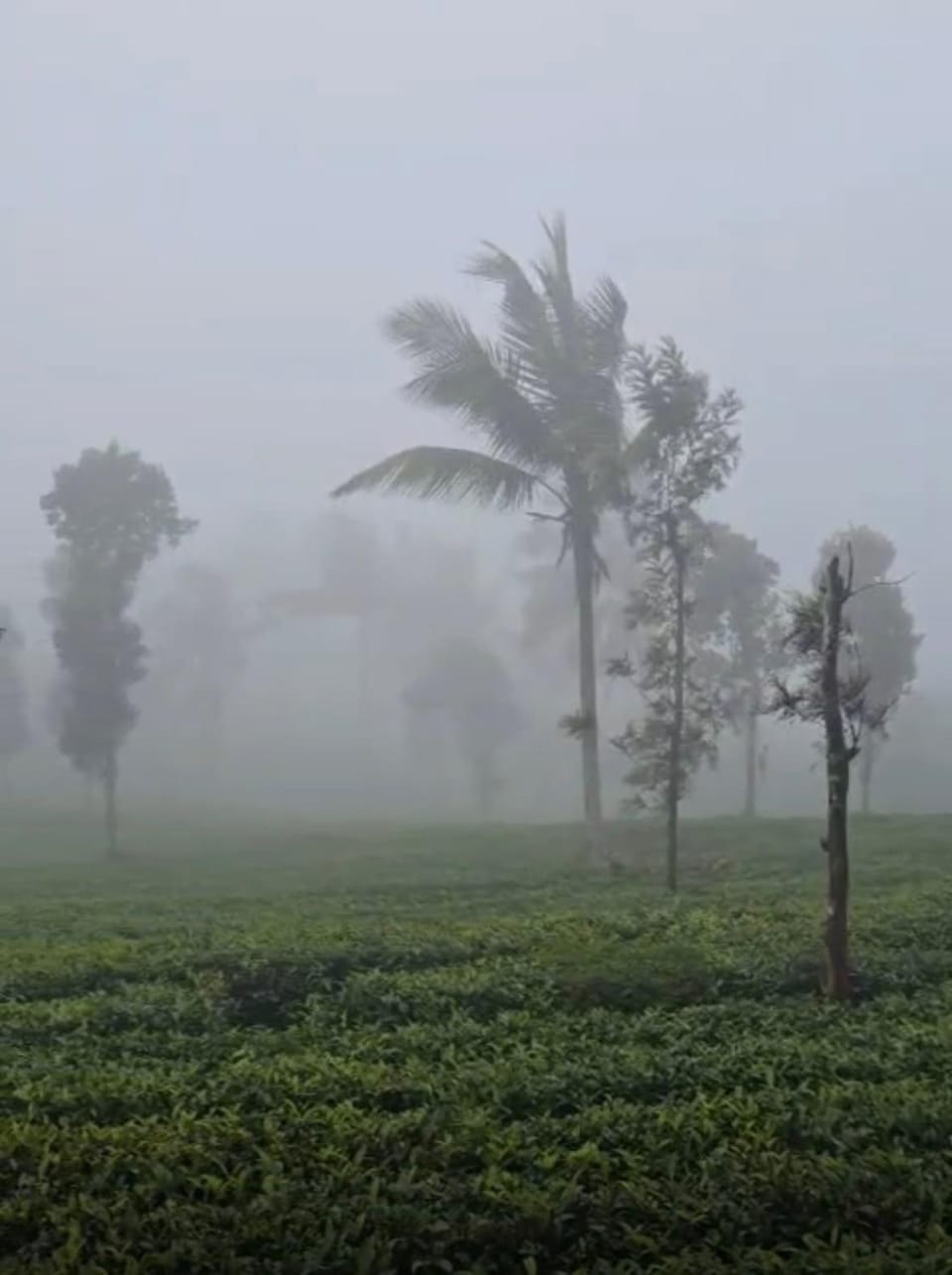 Misty Clouds -The Premium Villa - Wayanad Villa in Kerala