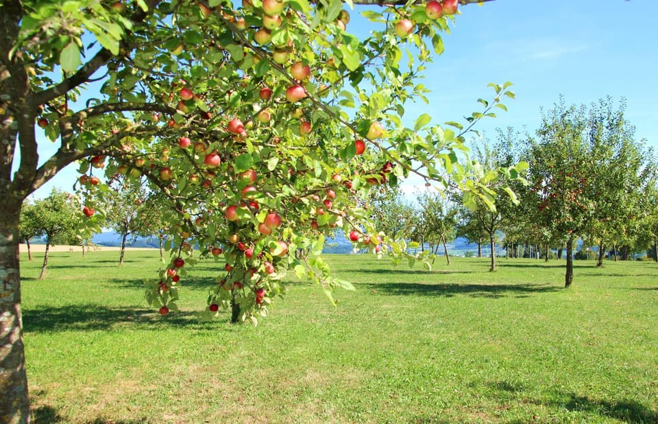 Garden, Hiking, Garden view