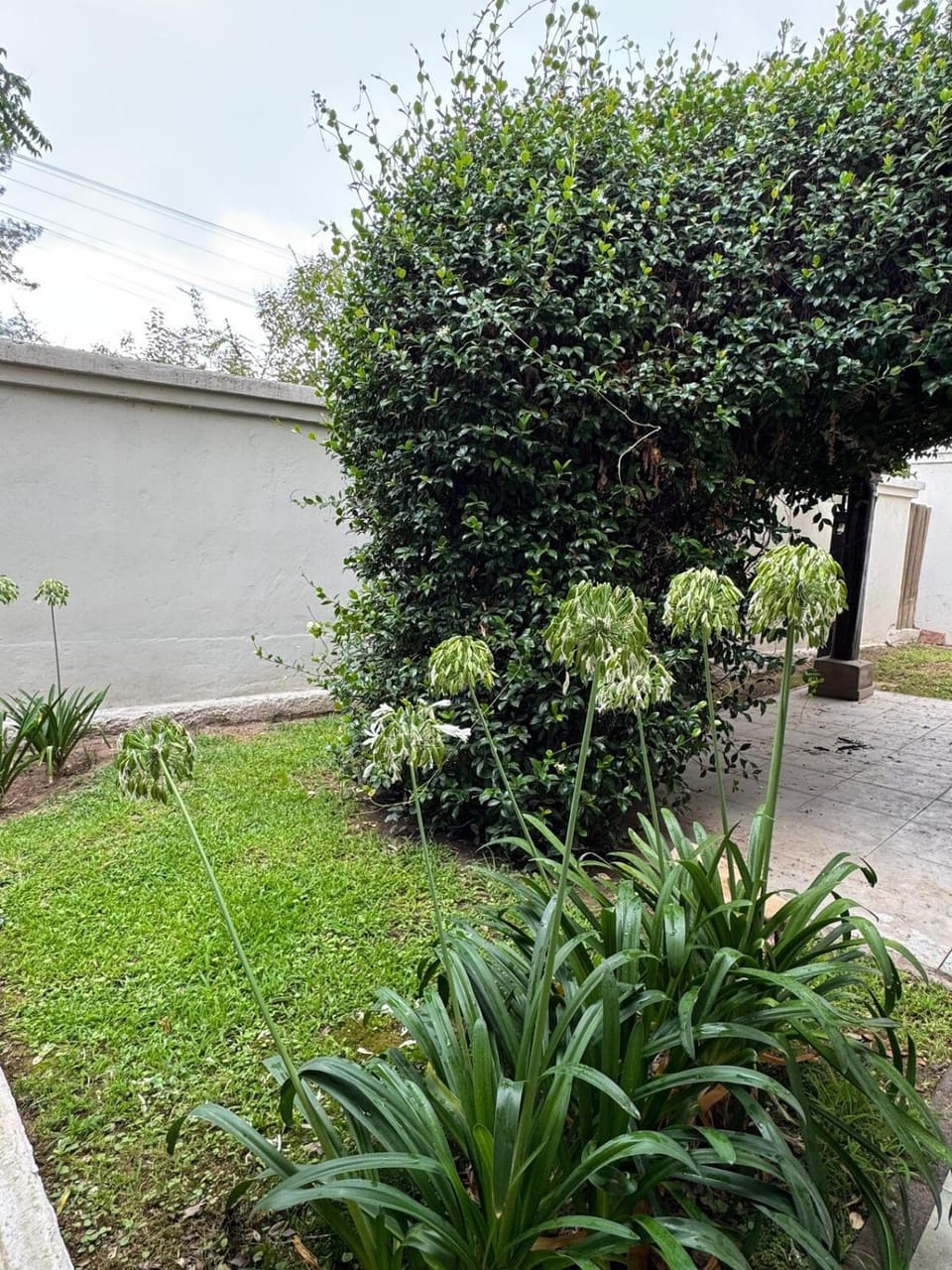 Natural landscape, Garden