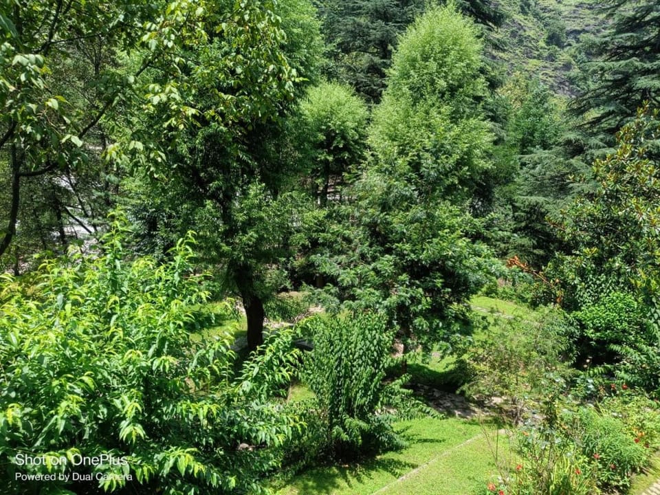 Tall Trees Riverside Resort, Manali Resort in Himachal Pradesh