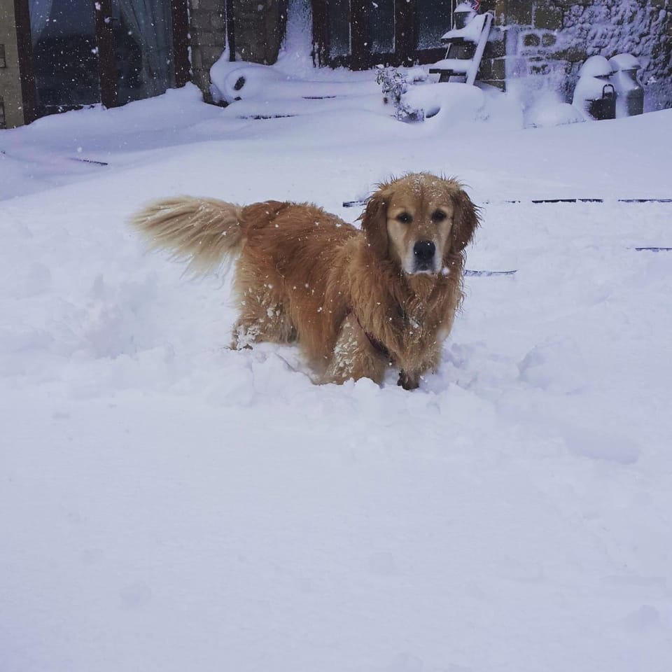 Winter, Pets
