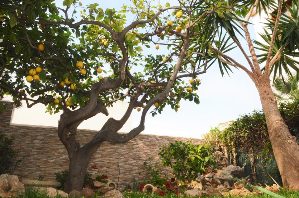 Garden view