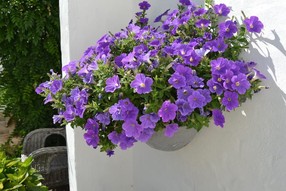 Day, Garden, Garden view