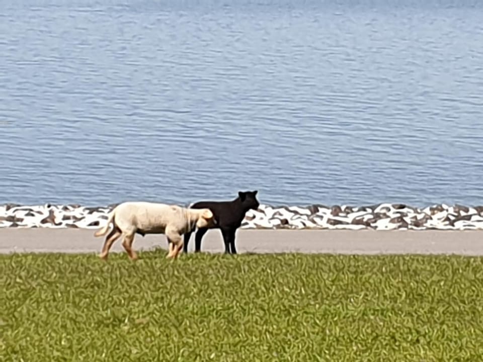 Beach, Animals