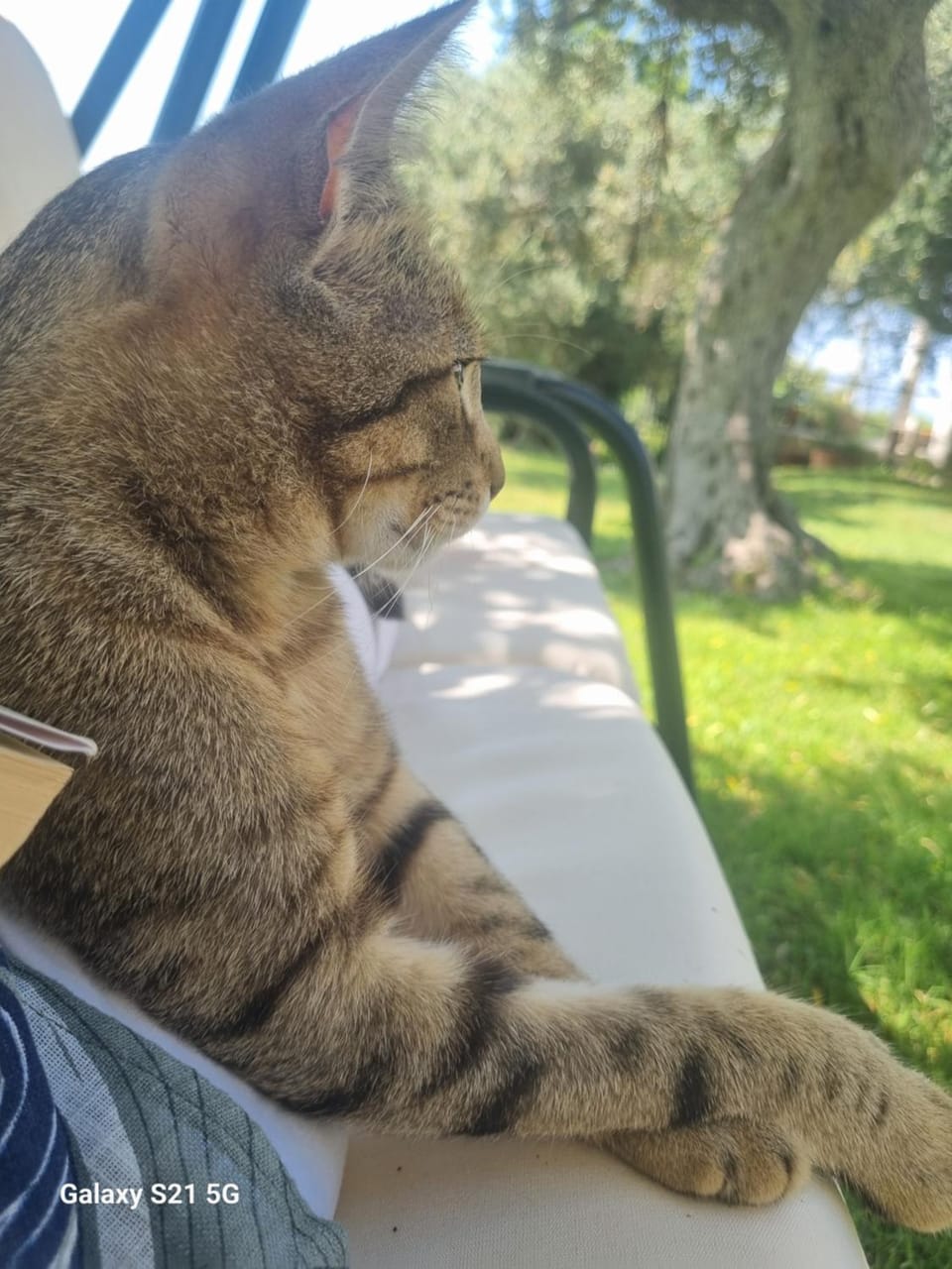 Pets