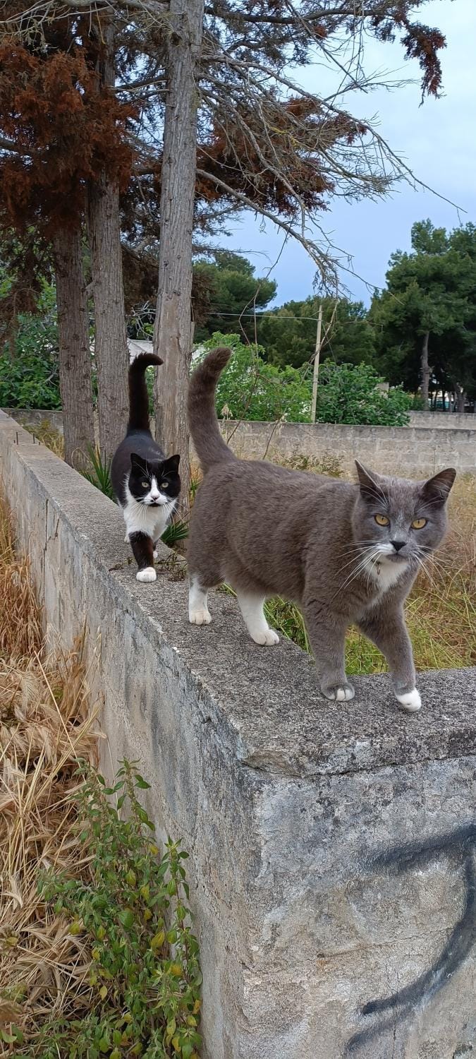 Pets