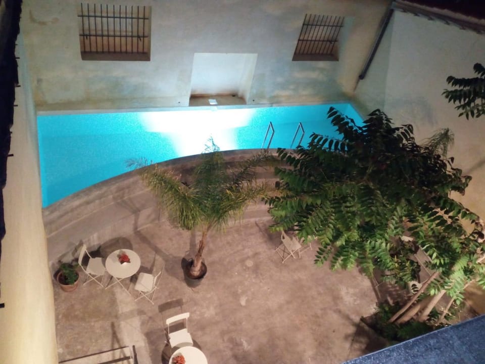 Animals, Swimming pool