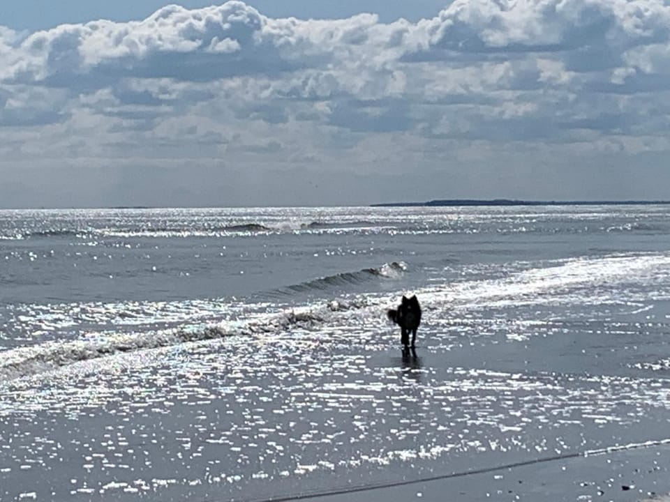 Beach, Animals
