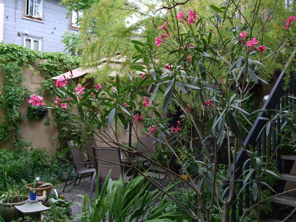 Patio, Day