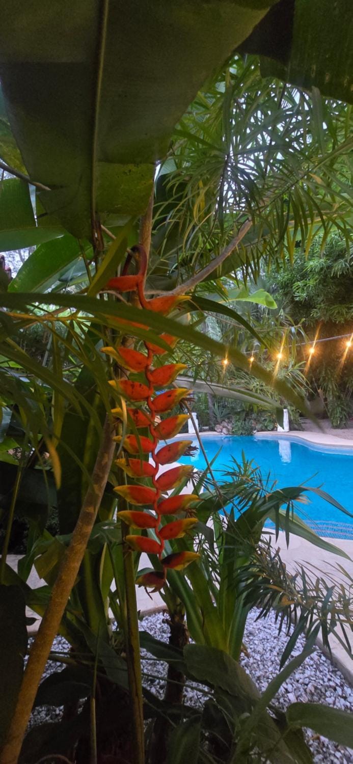 Natural landscape, Garden view, Pool view, Swimming pool