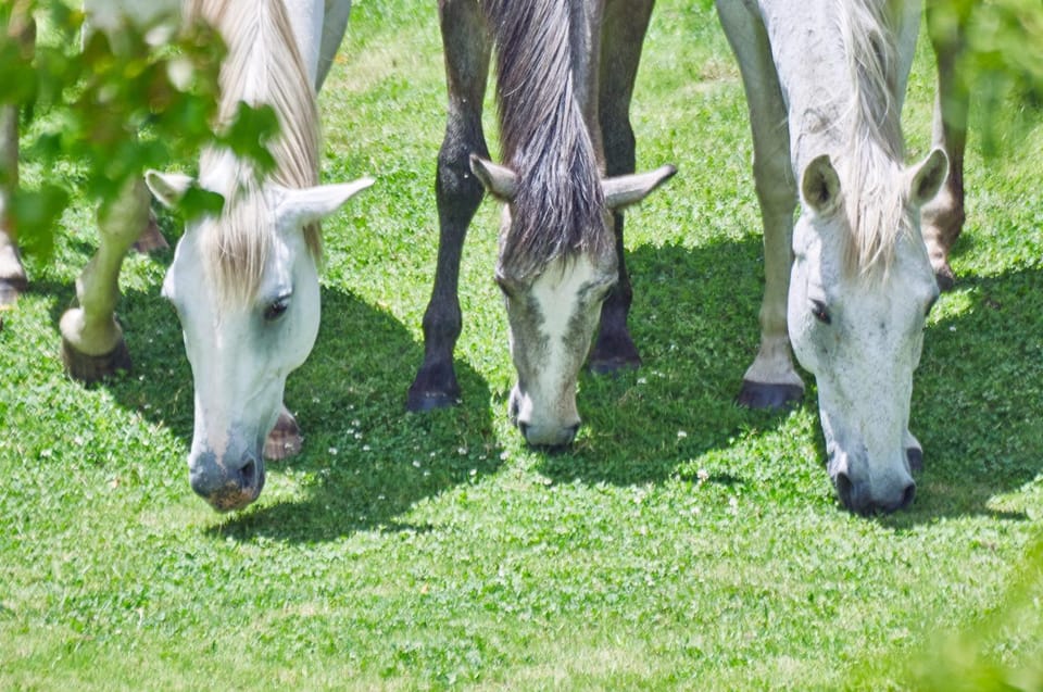 Garden, Animals