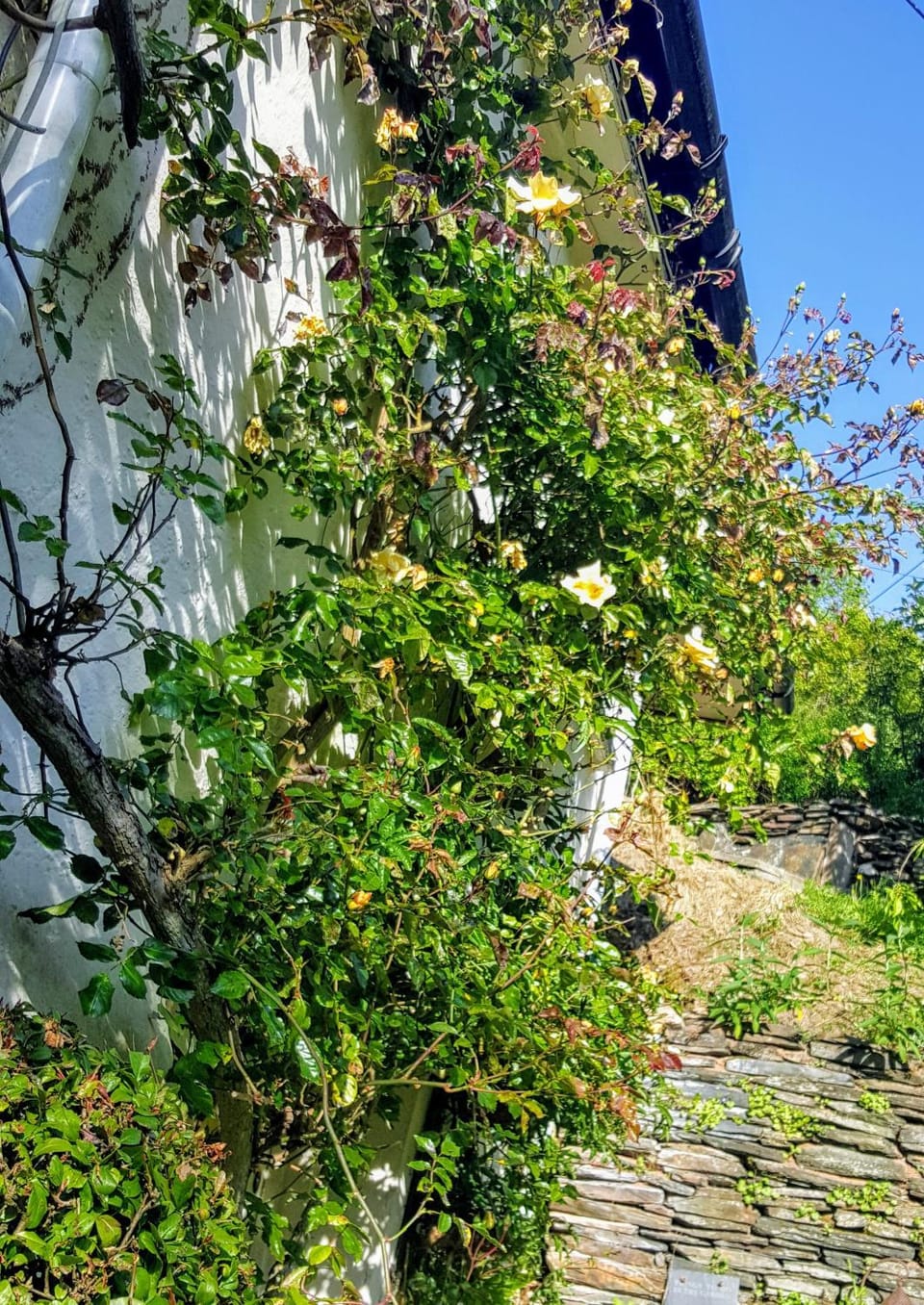 Property building, Garden
