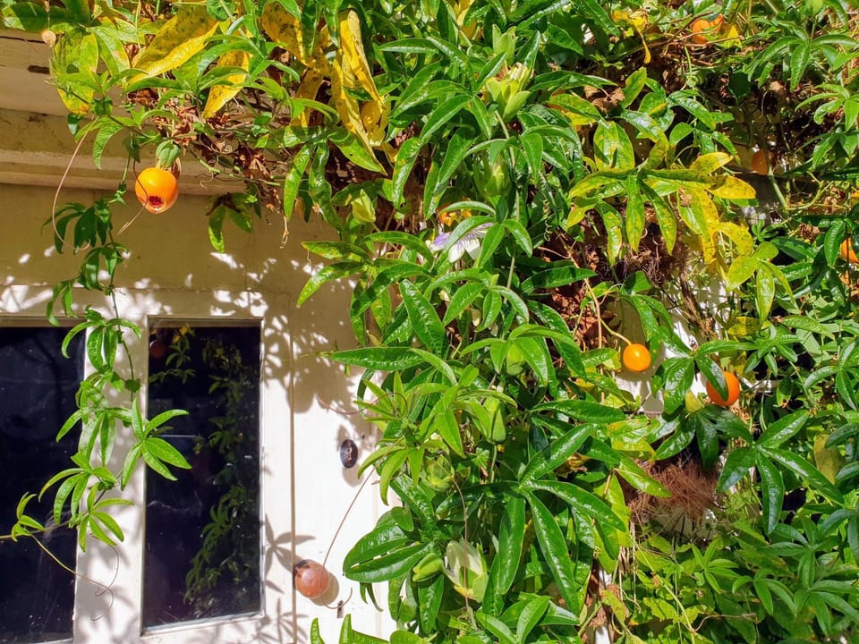 Facade/entrance, Autumn
