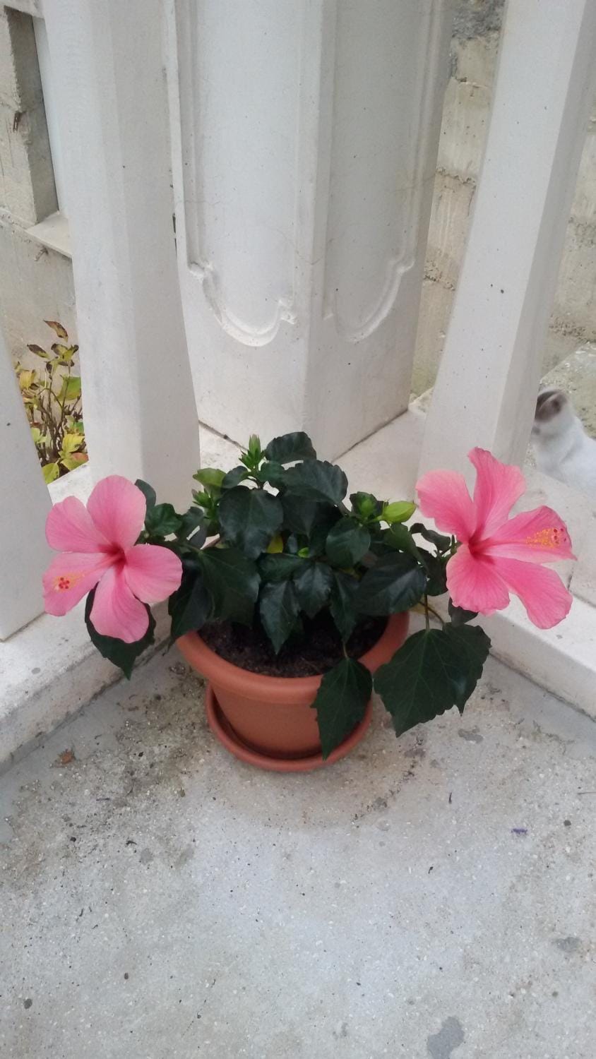 Other, Decorative detail