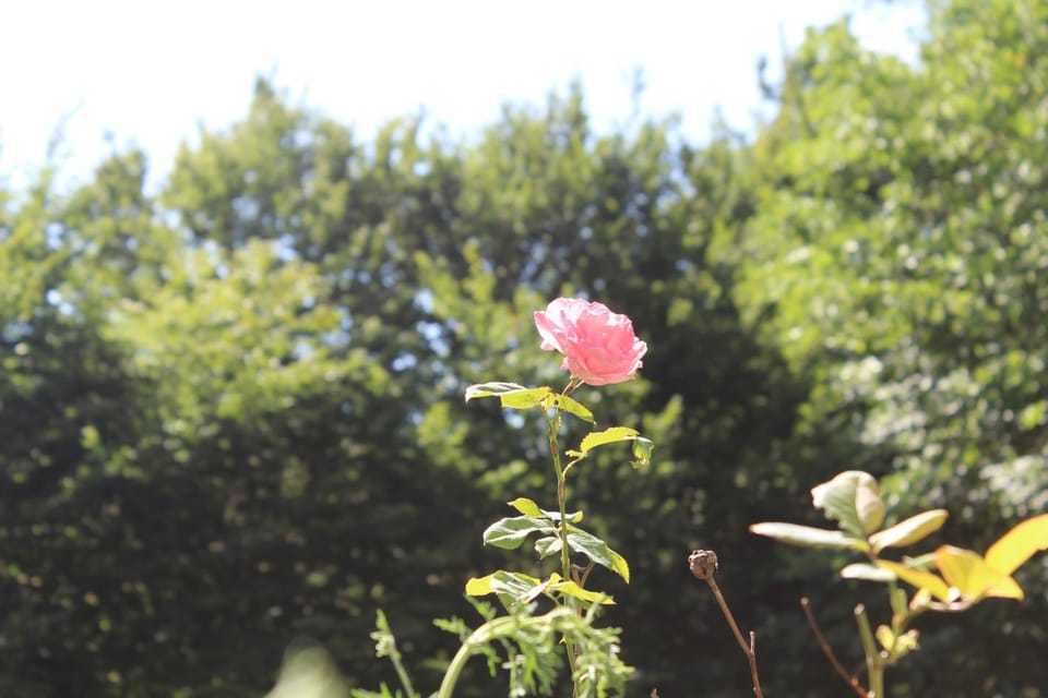 View (from property/room)