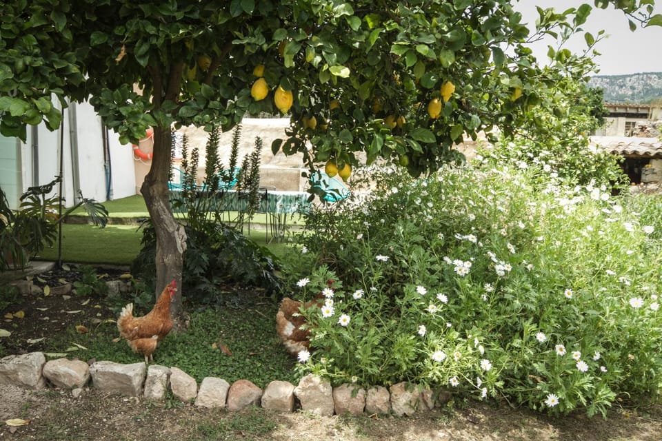 Garden