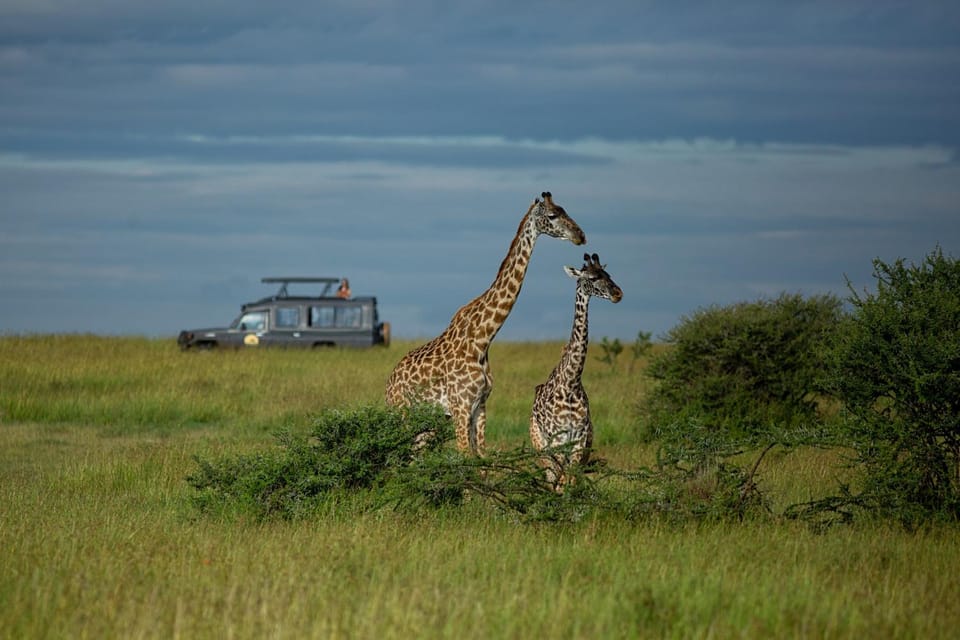 Animals