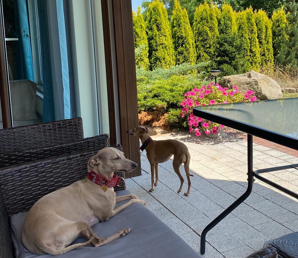 Balcony/Terrace, Pets