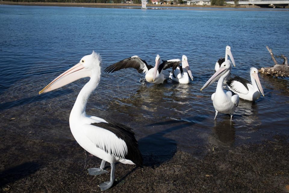 Animals