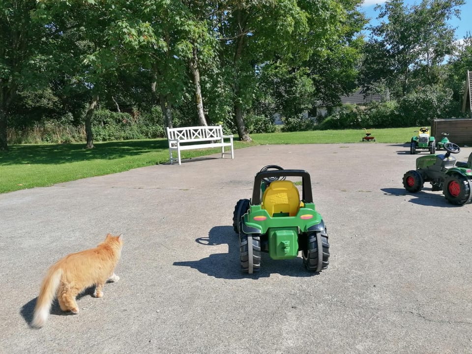 Children play ground, Pets