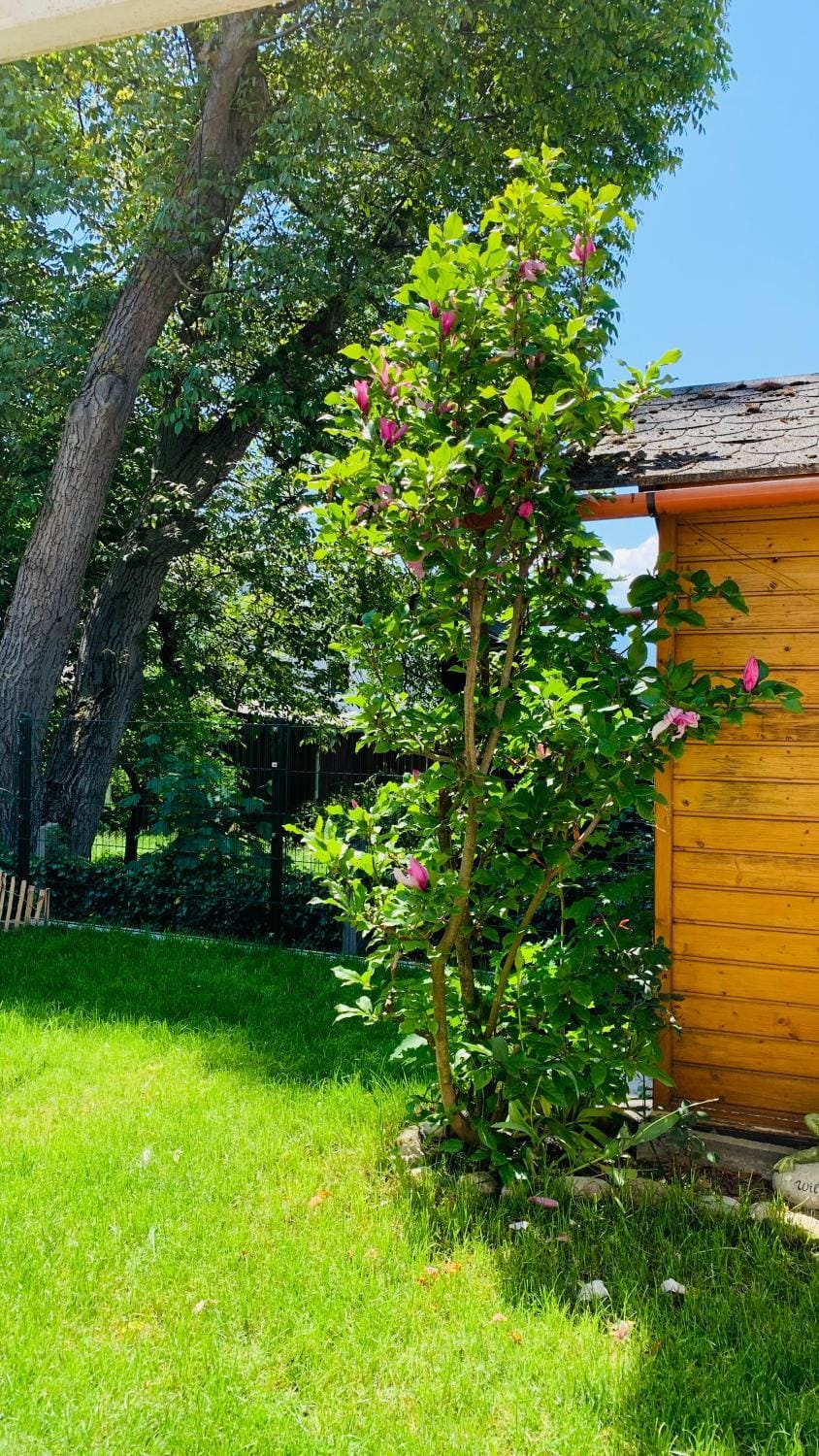 Property building, Garden