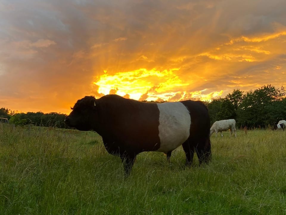 Animals, Sunset