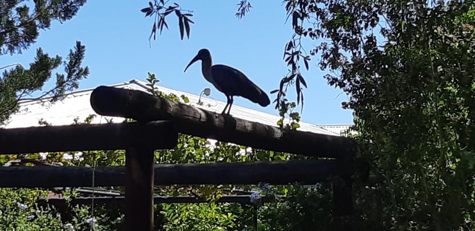Animals, Garden view