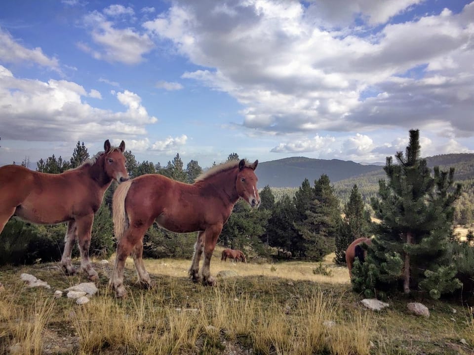 Hostal Pas De La Pera Bed and Breakfast in Cerdanya