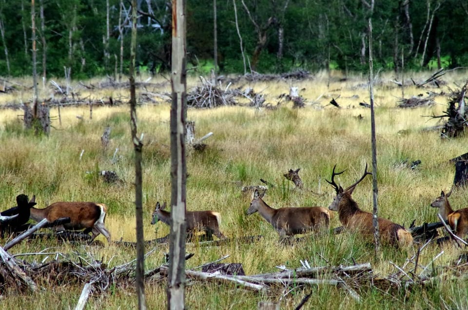 Natural landscape, Animals