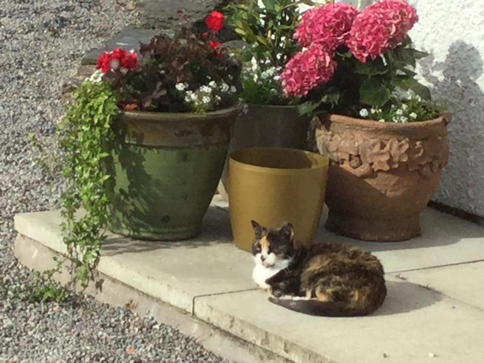 Oban Seil Farm Chalet in Scotland